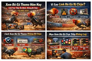 Xem Đá Gà Thomo Hôm Nay Link Trực Tiếp Ổn Định, Không Bị Chặn