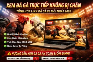Xem Đá Gà Trực Tiếp Không Bị Chặn – Tổng Hợp Link Đá Gà 88 Mới Nhất 2026